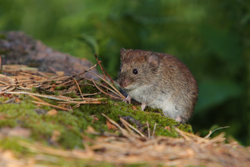 Naklejka na ściany i meble Little forest mouse on the moss