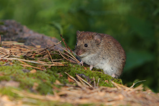 Little forest mouse on the moss