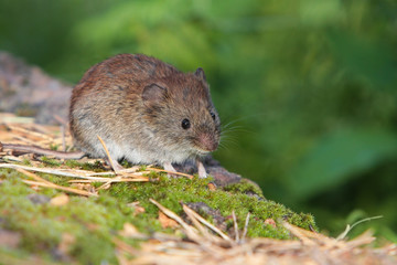 Naklejka na ściany i meble Little forest mouse