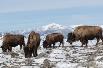 Fototapeta premium American bison