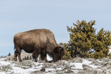 American bison