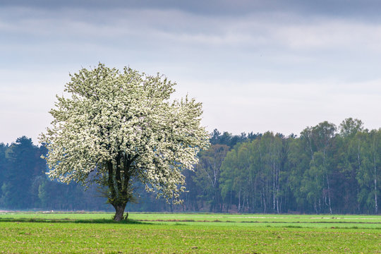 Wiosna, kwitnące drzewo 