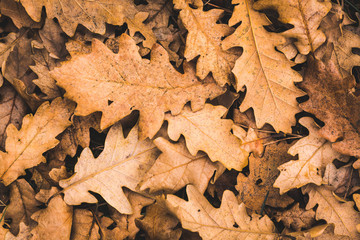 Feuilles mortes