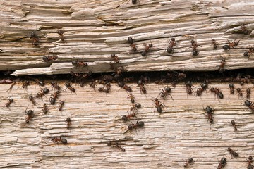 Viele Rote Waldameisen (Formica rufa) wimmeln in und um einen Spalt im Holz herum, Niedersachsen, Deutschland, Europa 