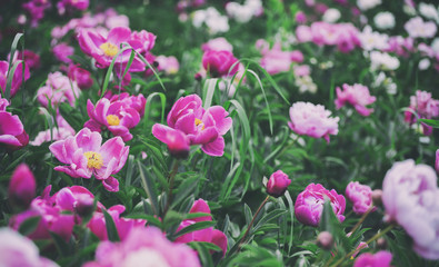 Fototapeta premium Flowers background. Beautiful pink and red peonies in field. Toning.