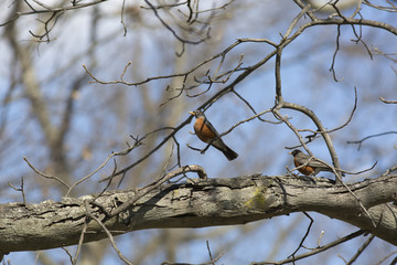 robin pair
