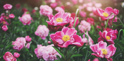 Flowers background. Beautiful pink and red peonies in field. Toning.