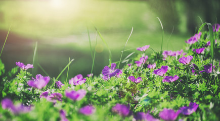 Obraz premium Flowers bells of the field background. Spring landscape.Toning.