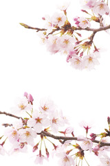 Obraz premium 桜の素材