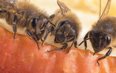 Bienen Bees Apfel eating Apple