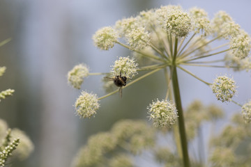 flowers and insects