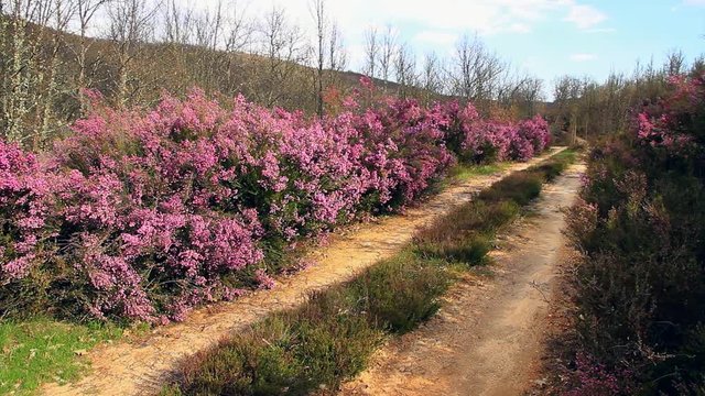 Camino de tierra entre Brezos de color Malva
