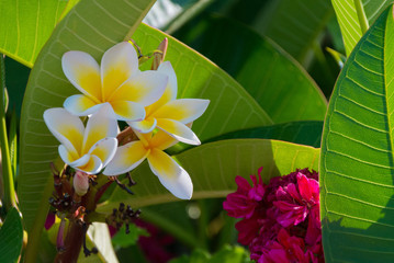 White, yellow and pink tropical flowers