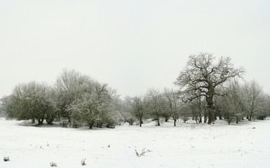 Fototapeta na wymiar Schneelandschaft in einem Park in Magdeburg im Winter