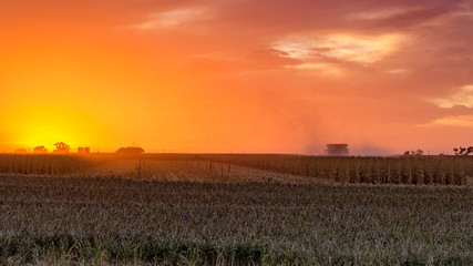 Fototapeta na wymiar Harvest Sunset