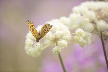 insects and flowers