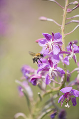 flower and insects