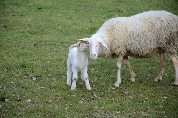 Obraz premium Sheep and lambs grazing in a meadow