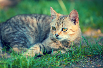 Grey stray little kitten lying outdoor on the grass