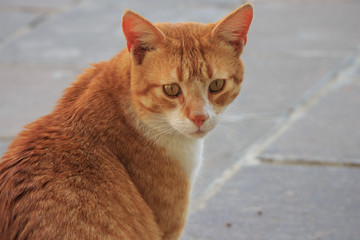 Peaceful orange red tabby cat male kitten