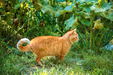 Ginger cat walking in the garden in summer