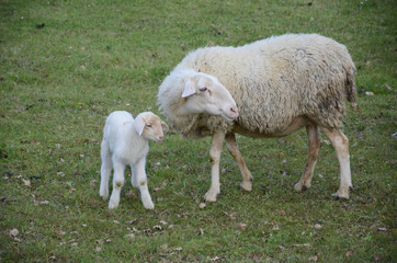 Sheep and lambs grazing in a meadow