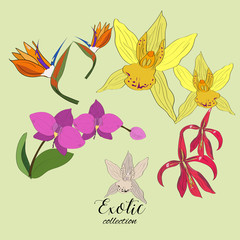 Exotic collection of hand drawn tropic flowers.