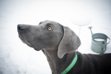 Profile Weimaraner