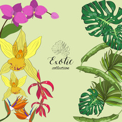 Exotic collection of hand drawn tropic leaves and flowers.