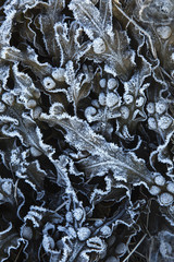 Frozen alga on the sea shore. Photo is made in February on the Lofoten island