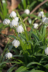 Märzenbecher, Frühlingsknotenblume