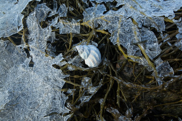 shells and frozen water weeds