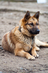 , shepherd-protector, a dog on a chain
