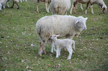 Naklejka na ściany i meble Sheep and lambs grazing in a meadow
