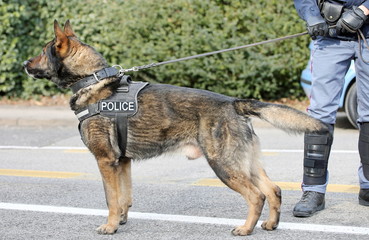 German shepherd police dog while patrolling the city streets