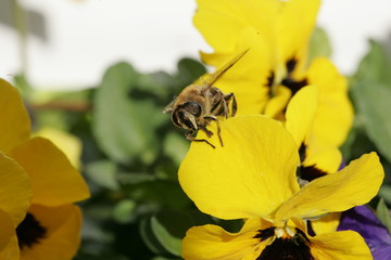 Apis mellifera
