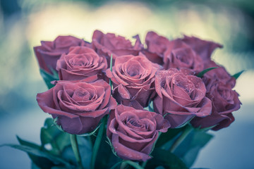Bouquet of blossoming pink roses, selective focus image