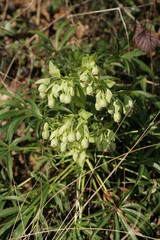 Ellébore fétide (Helleborus foetidus)