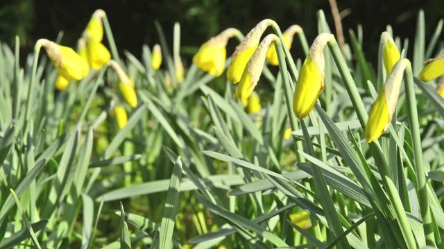Osterglocken im Fr&uuml;hlingswind slow motion