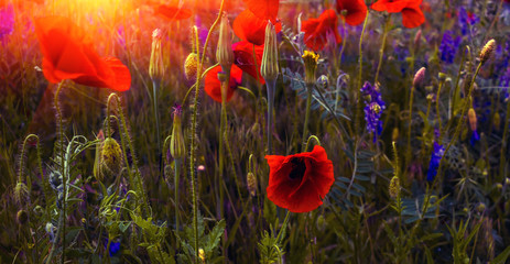 wild flower poppy on the field at sunset.