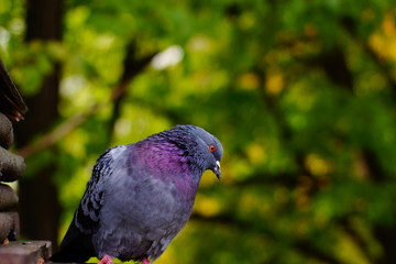 Gray Dove against the background of green tree branches, the head is tilted to the side.