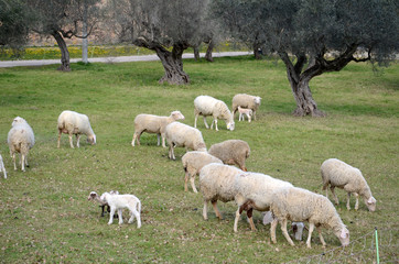 Sheep and lambs grazing in a meadow