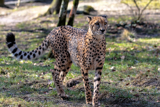 Gepard - Acinonyx jubatus