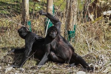 Braunkopfklammeraffe - Ateles fusciceps - Neuweltaffe