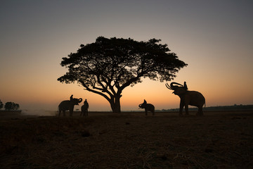 Fototapeta na wymiar THAI Silhouette elephants on the field and tree sunrise background.