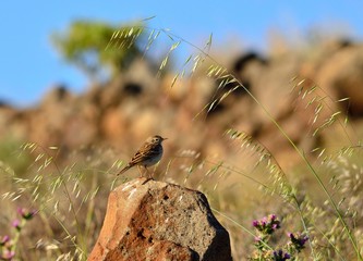 Small bird on stone  among oats in the prairie