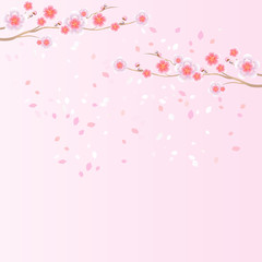 Branches of Sakura and petals flying isolated on light pink background. Apple-tree flowers. Cherry blossom. Vector 