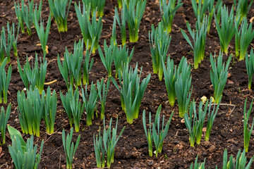 Sprouted spring flowers daffodils in early spring garden