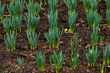 Sprouted spring flowers daffodils in early spring garden