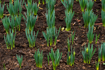 Obraz premium Sprouted spring flowers daffodils in early spring garden